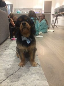 puppy watching kids pamper party in mornington